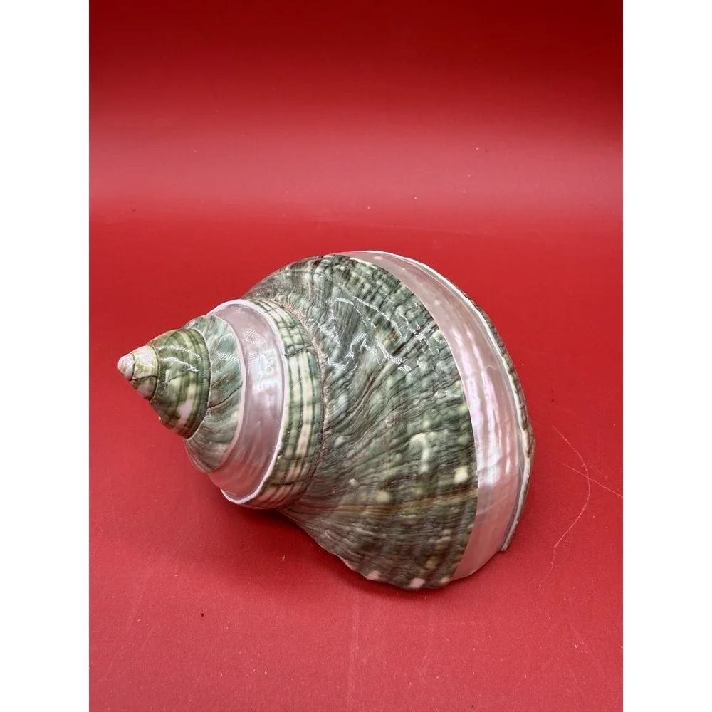 Polished Jade Turbo Shell with Pearlized Stripe Shell 3.75